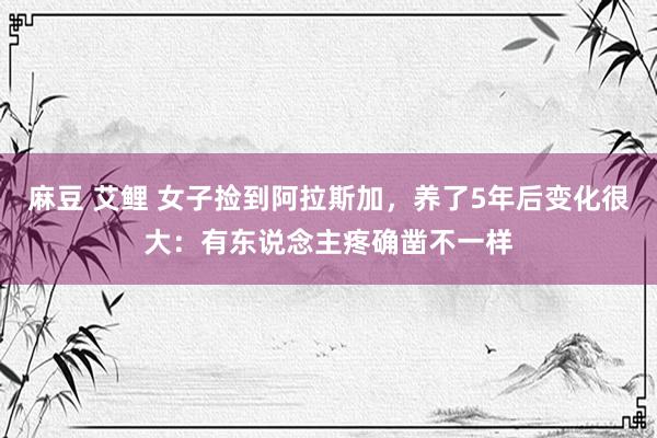 麻豆 艾鲤 女子捡到阿拉斯加，养了5年后变化很大：有东说念主疼确凿不一样