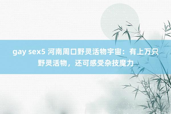 gay sex5 河南周口野灵活物宇宙：有上万只野灵活物，还可感受杂技魔力