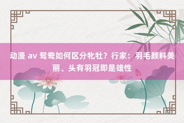 动漫 av 鸳鸯如何区分牝牡？行家：羽毛颜料美丽、头有羽冠即是雄性